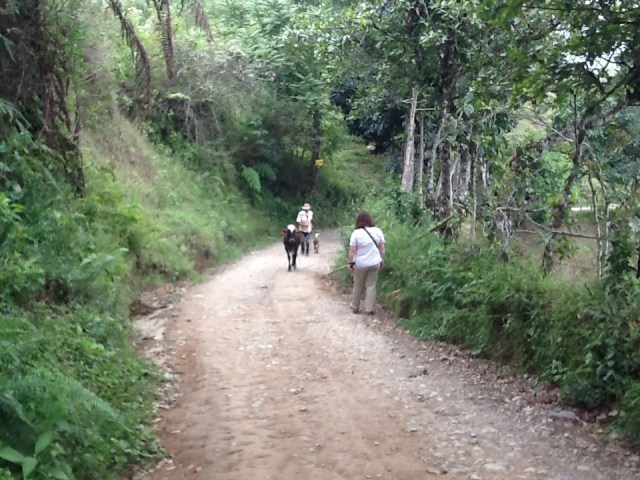 Walking into the coffee farm