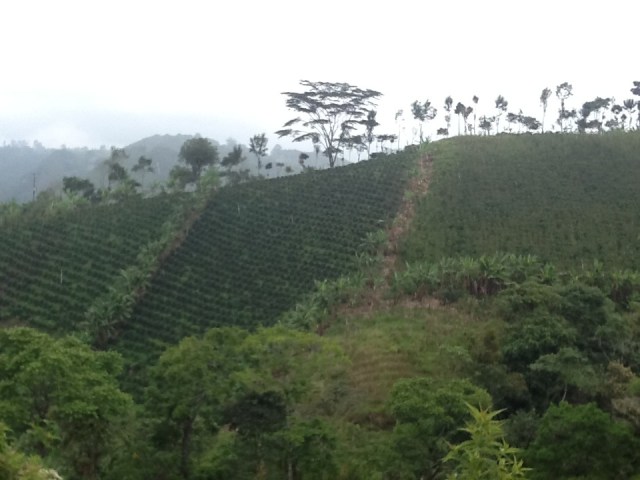 View of the coffee farm