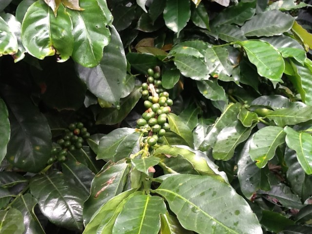 Leave the green ones alone