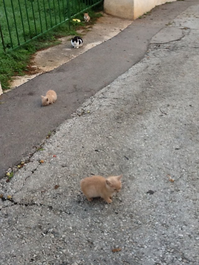 Kittens are beautiful.....