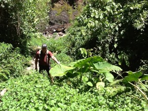 Look at the size of those leaves!