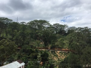 That's tea growing in the hills and if you look closely you can see the tea pickers - picture taken from tea museum